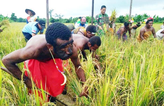 Penyuluh Jayapura, Demplot BPP Yapsi Hasilkan Lebih 7 Ton per Hektar
